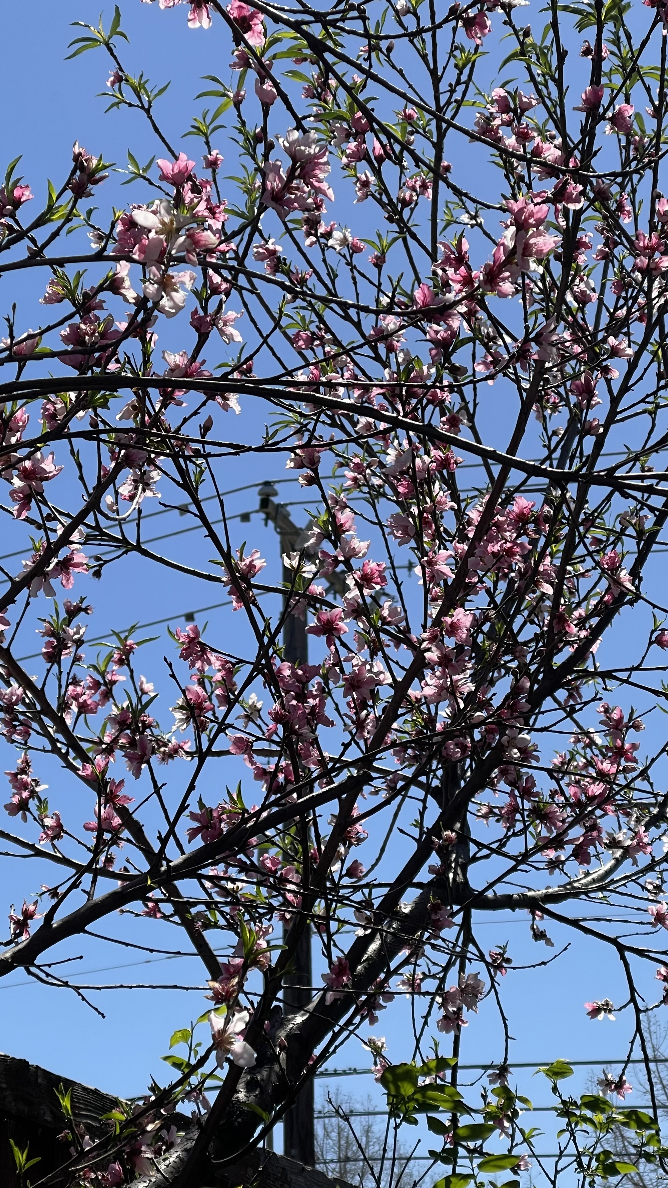 تفسیر و بررسی مزمور ۳۳ امیدوار در خداوند ( بخش هفتم) 